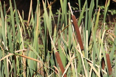 Typha