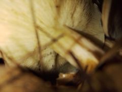 Tricholoma equestre