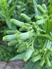 Erechtites hieraciifolius