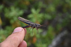 Stethophyma lineatum