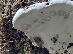 Ganoderma