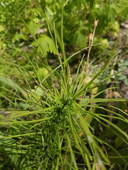 Equisetum arvense