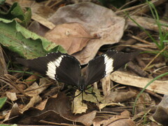 Siproeta epaphus
