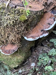 Ganoderma