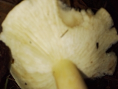 Tricholoma equestre