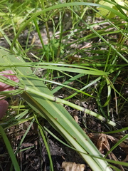 Equisetum arvense