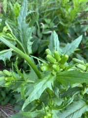 Erechtites hieraciifolius