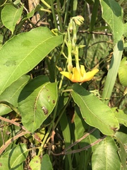 Mandevilla
