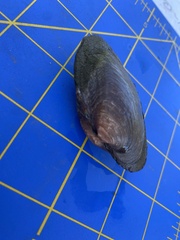 Strophitus undulatus