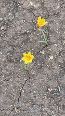 Zephyranthes tubispatha