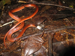 Drepanoides anomalus