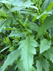 Erechtites hieraciifolius