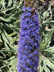 Echium candicans