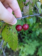 Prunus americana