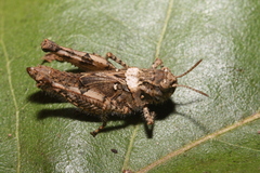 Acrotylus insubricus