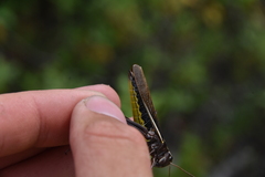 Stethophyma lineatum