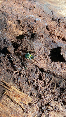 Augochlorella aurata