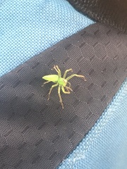 Lyssomanes viridis