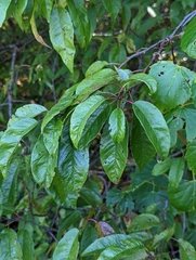 Prunus americana