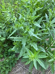 Erechtites hieraciifolius