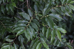 Casearia sylvestris