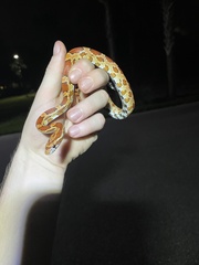 Pantherophis guttatus