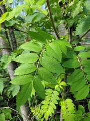 Sorbus americana