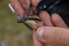 Stethophyma lineatum