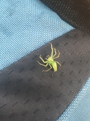 Lyssomanes viridis