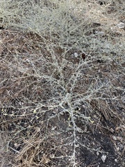 Cordylanthus nevinii