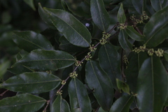 Casearia sylvestris
