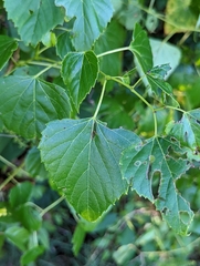 Ampelopsis cordata