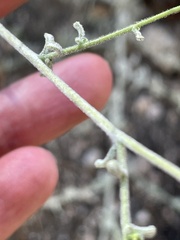 Cordylanthus nevinii