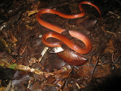 Drepanoides anomalus