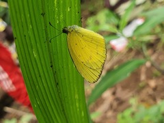 Eurema brigitta