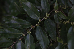 Casearia sylvestris