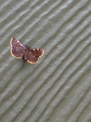 Hypsopygia