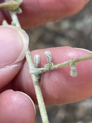 Cordylanthus nevinii