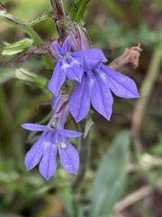 Lobelia