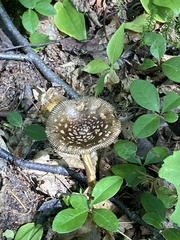 Amanita rhacopus