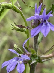Lobelia