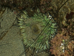 Elliptochloris marina