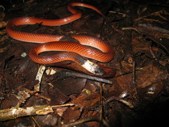 Drepanoides anomalus