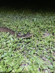 Nerodia fasciata pictiventris