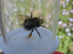 Bombus occidentalis