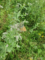 Lycaena virgaureae
