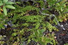 Gaultheria hispidula