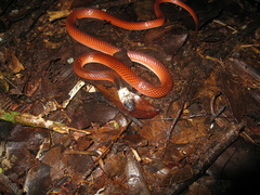 Drepanoides anomalus