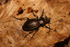 Carabus ulrichii