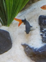 Epalzeorhynchos bicolor